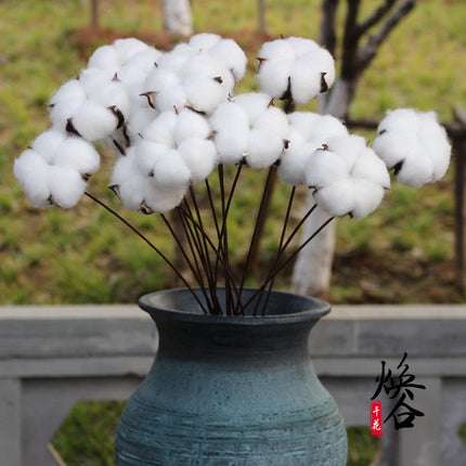 Natural Dried Cotton Flower - Lillianna Gifts Australia