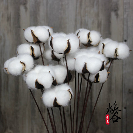 Natural Dried Cotton Flower - Lillianna Gifts Australia