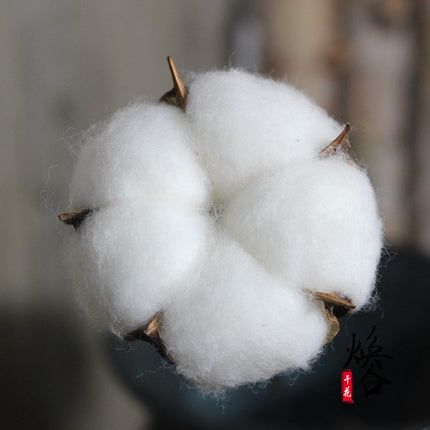Natural Dried Cotton Flower - Lillianna Gifts Australia