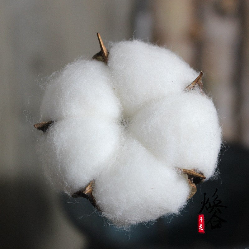 Natural Dried Cotton Flower - Lillianna Gifts Australia