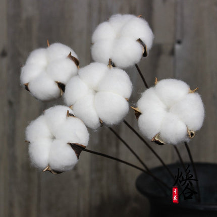 Natural Dried Cotton Flower - Lillianna Gifts Australia