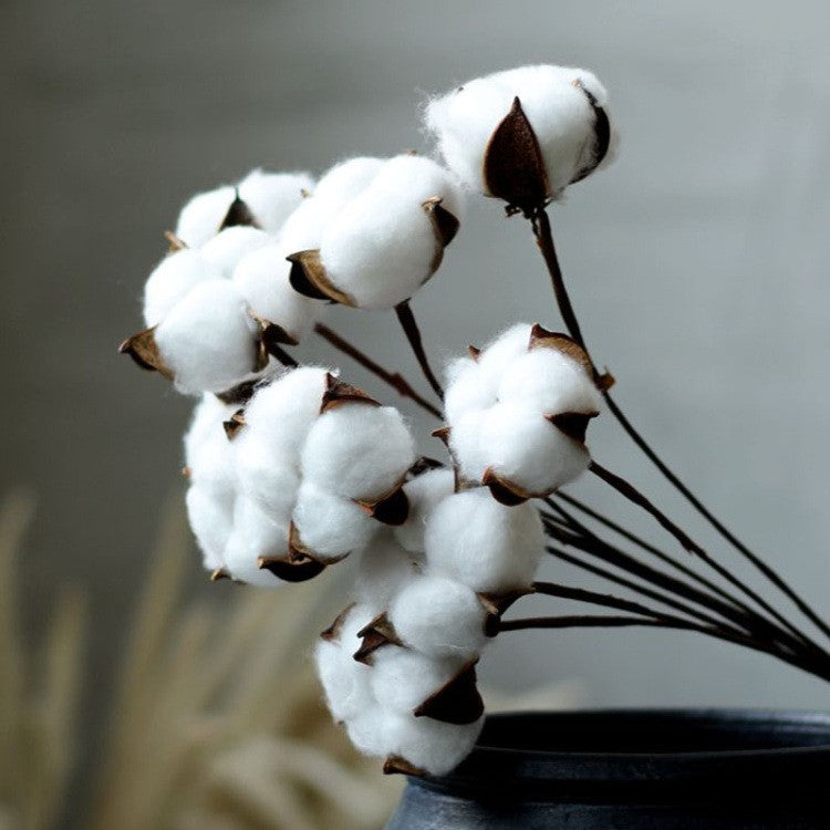Natural Dried Cotton Flower - Lillianna Gifts Australia