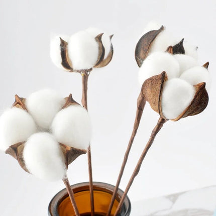 Natural Dried Cotton Flower - Lillianna Gifts Australia