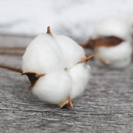 Natural Dried Cotton Flower - Lillianna Gifts Australia