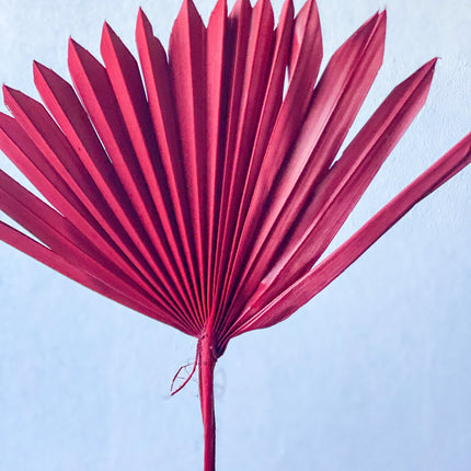 Dried Sun Palm Leaves / Red ( Burgundy ) - Lillianna Gifts Australia