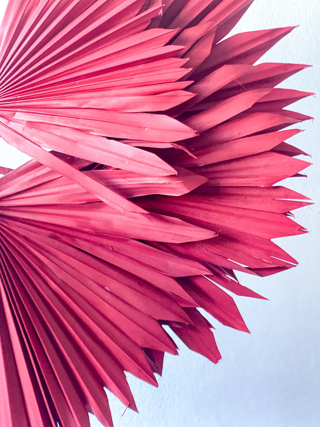 Dried Sun Palm Leaves / Red ( Burgundy ) - Lillianna Gifts Australia