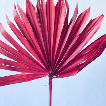 Dried Sun Palm Leaves / Red ( Burgundy ) - Lillianna Gifts Australia
