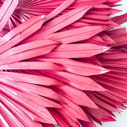 Dried Sun Palm Leaves / Red ( Burgundy ) - Lillianna Gifts Australia